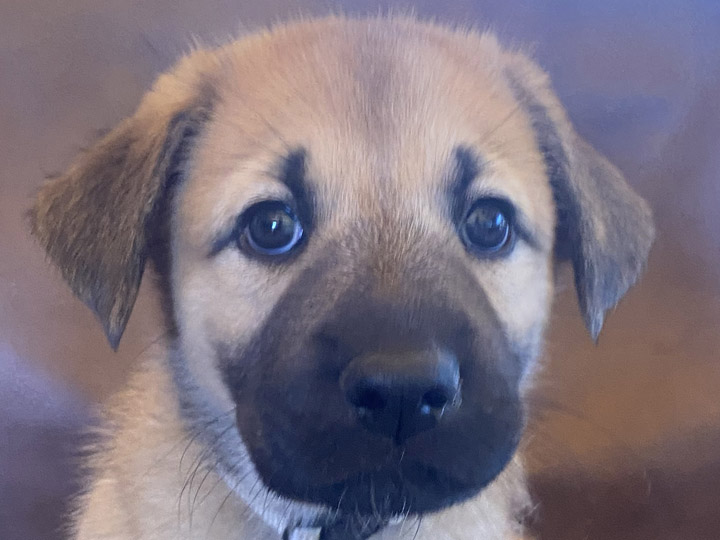 chinook puppy